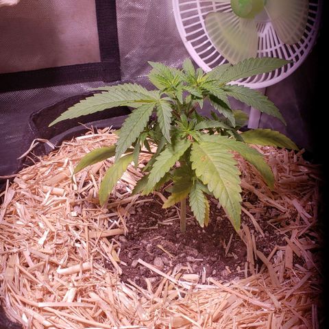 Blueberry muffin  growlog photo: Before adding water and food
