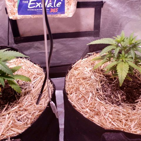 Blueberry muffin  growlog timeline photo