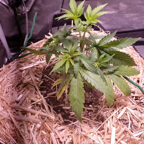 Blueberry muffin  growlog photo: LST started 6pm
