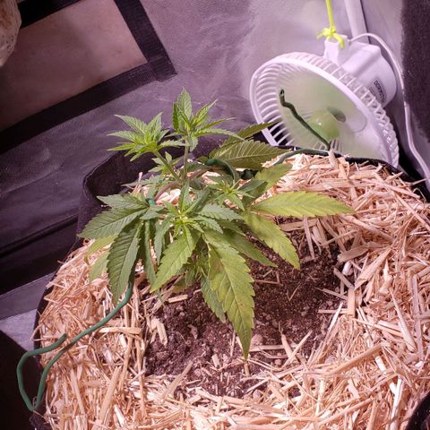 Blueberry muffin  growlog photo: LST started 6pm