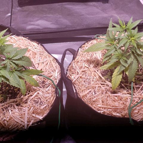 Blueberry muffin  growlog photo: Before watering 