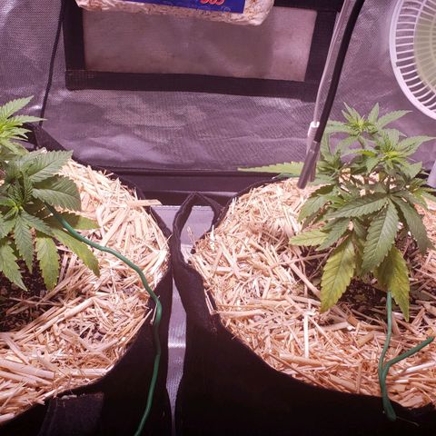 Blueberry muffin  growlog photo: After watering pictures 
