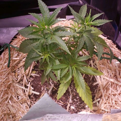 Blueberry muffin  growlog photo: Dry day! Everything going 👍 