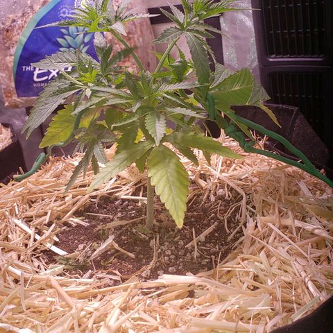 Blueberry muffin  growlog photo: Dry day! Everything going 👍 