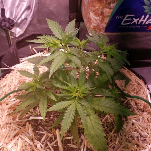 Blueberry muffin  growlog photo: Dry day! Everything going 👍 