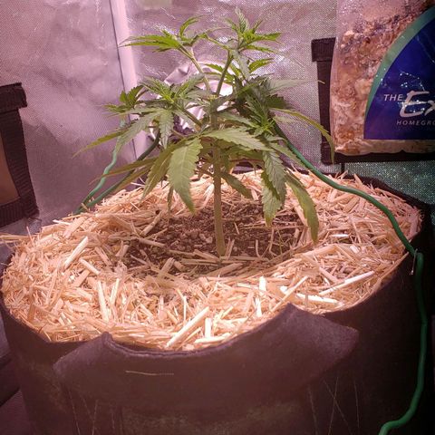 Blueberry muffin  growlog photo: Dry day! Everything going 👍 