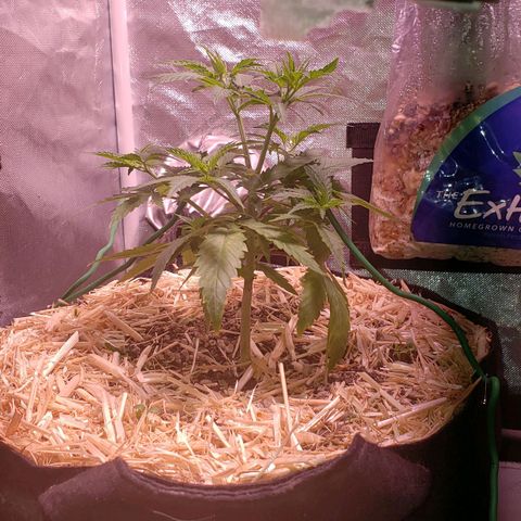 Blueberry muffin  growlog photo: Before TEA 