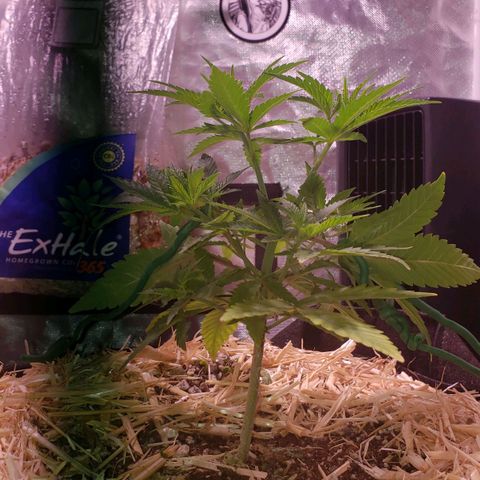 Blueberry muffin  growlog photo: Before TEA 