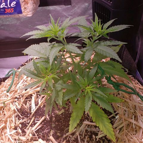 Blueberry muffin  growlog photo: After TEA TODAY PH6.5