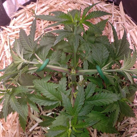 Blueberry muffin  growlog photo: Heavy LST TODAY 
THEY can handle it💪🏾