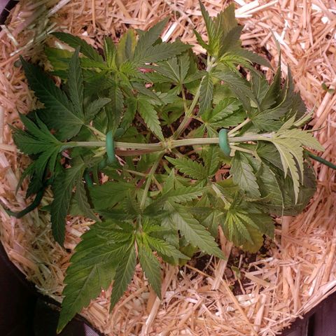Blueberry muffin  growlog photo: Heavy LST TODAY 
THEY can handle it💪🏾
