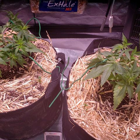Blueberry muffin  growlog photo: After foliar and pulling top branches back down to keep whole canopy even!