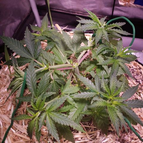 Blueberry muffin  growlog photo: Everything spread open