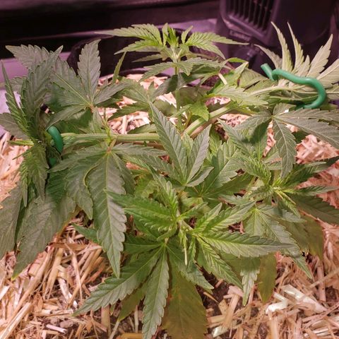 Blueberry muffin  growlog photo: Everything spread open
