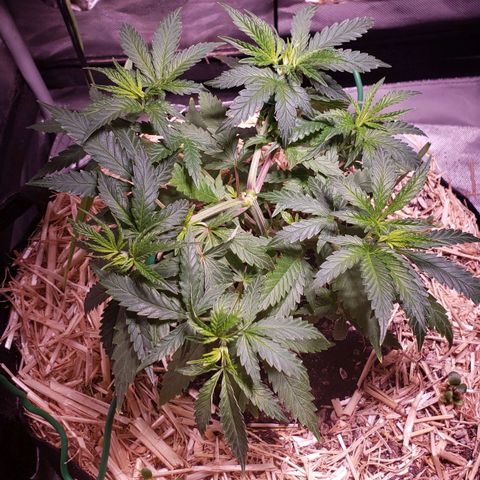 Blueberry muffin  growlog photo: Before feed 