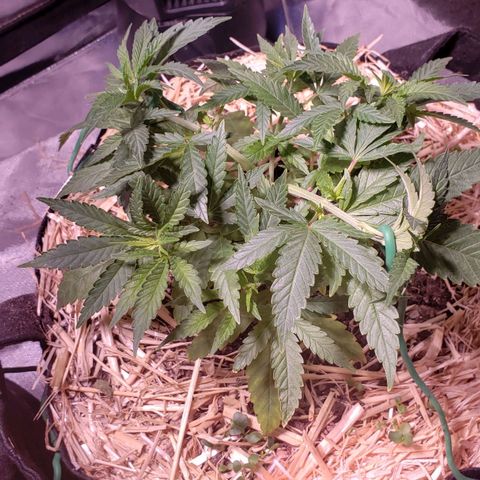 Blueberry muffin  growlog photo: Before feed 