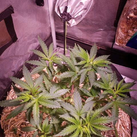 Blueberry muffin  growlog photo: Day after feeding 