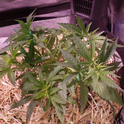 Blueberry muffin  growlog photo: Day after feeding 