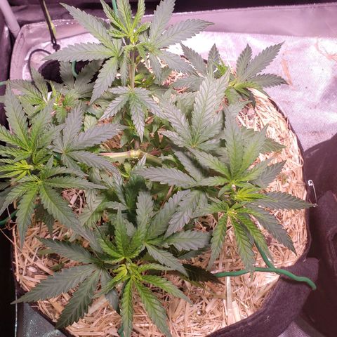 Blueberry muffin  growlog photo: Plants before watering