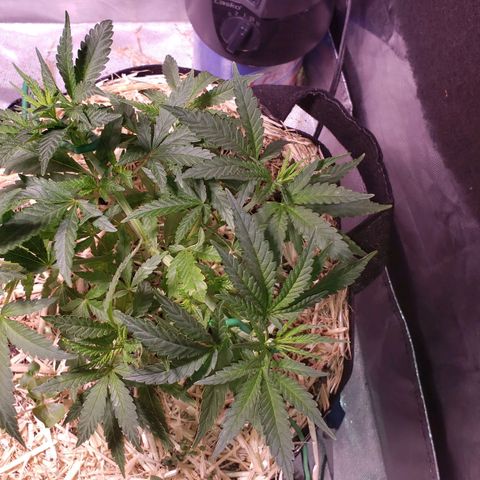 Blueberry muffin  growlog photo: Plants before watering
