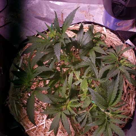 Blueberry muffin  growlog photo: After 32oz water only
Signs of overwatering 