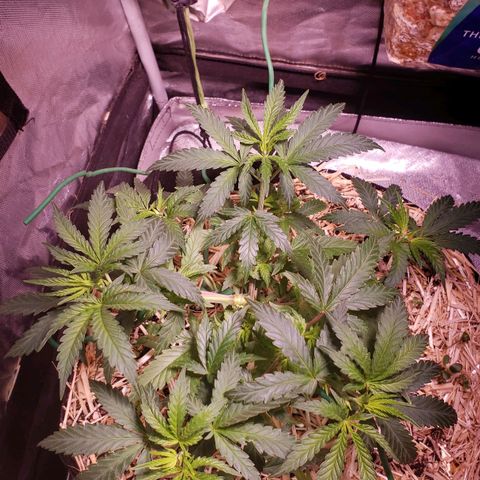 Blueberry muffin  growlog photo: After 32oz water only
Signs of overwatering 