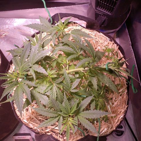 Blueberry muffin  growlog timeline photo