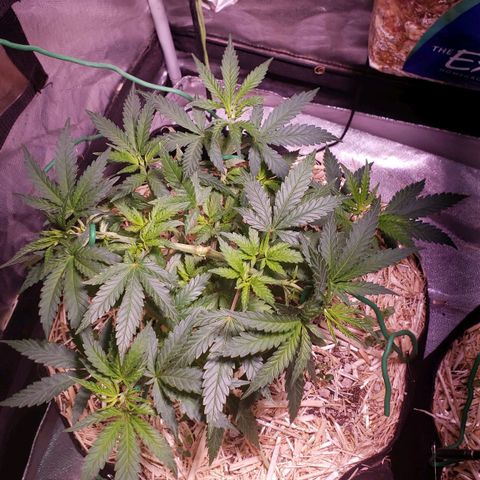 Blueberry muffin  growlog timeline photo