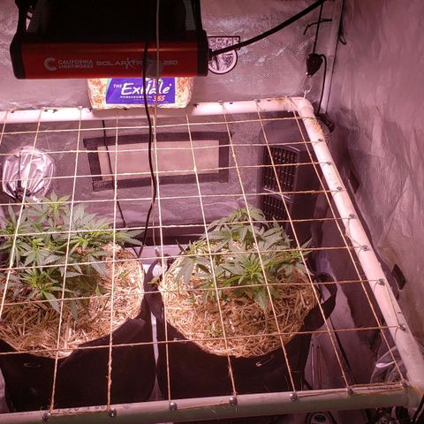 Blueberry muffin  growlog photo: Lst taken off and custom scrog net installed today