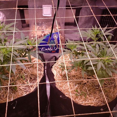 Blueberry muffin  growlog timeline photo