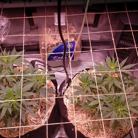 Blueberry muffin  growlog timeline photo