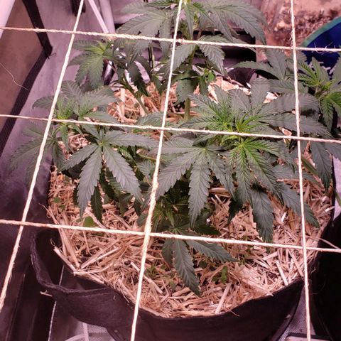 Blueberry muffin  growlog photo: This plant i continue to OVERWATER. LEAVES DROOP WHEN I WATERED 32OZ TODAY