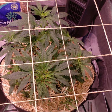 Blueberry muffin  growlog photo: Fed 16oz today. No overwatering symptoms 