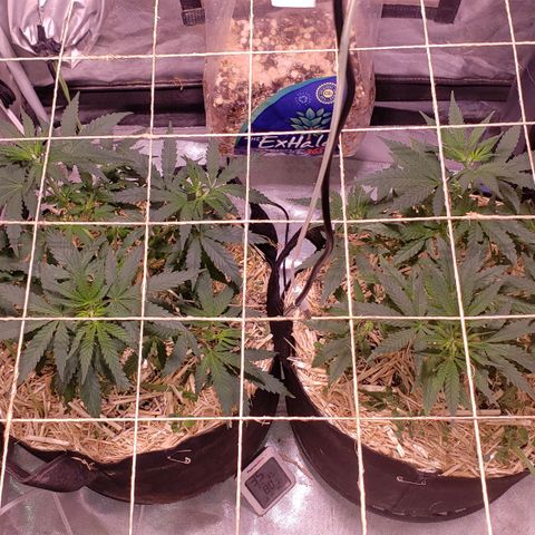 Blueberry muffin  growlog photo: After tea today