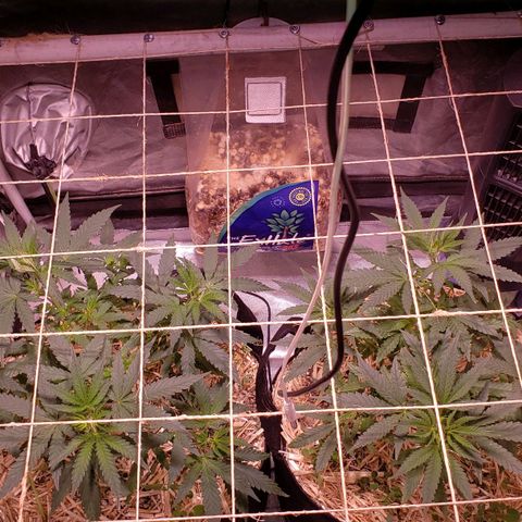 Blueberry muffin  growlog photo: After foliar 