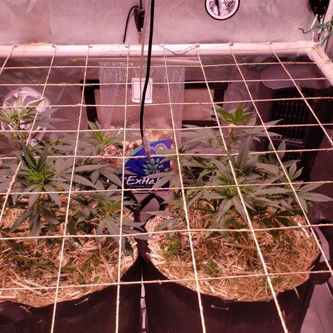 Blueberry muffin  growlog photo: Dry day 
Start to tuck branches under net