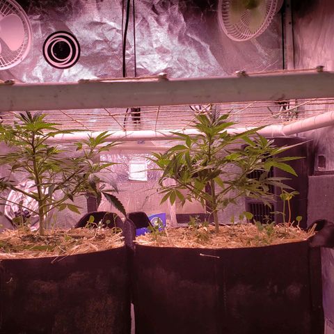Blueberry muffin  growlog photo: Dry day 
Start to tuck branches under net