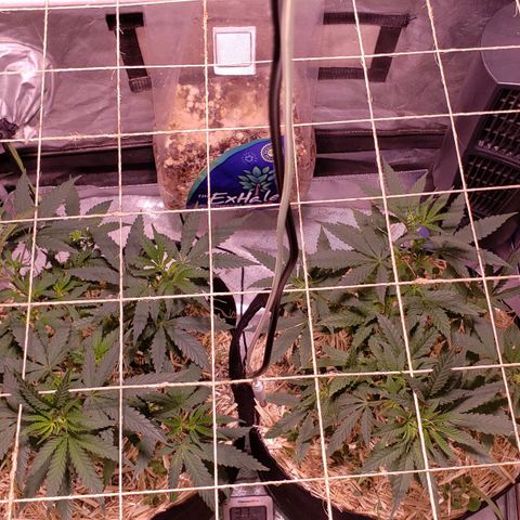 Blueberry muffin  growlog photo: Dry day 
Start to tuck branches under net