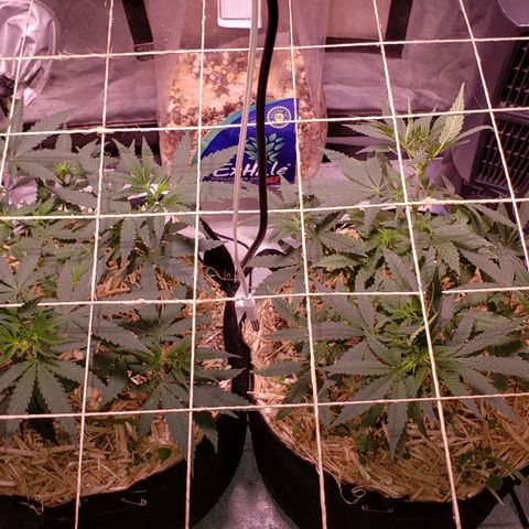 Blueberry muffin  growlog photo: No water today
No overwatering!
Both looking great! 