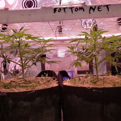 Blueberry muffin  growlog photo: No water today
No overwatering!
Both looking great! 
