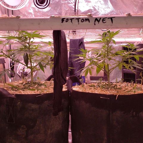 Blueberry muffin  growlog photo: Day 4 no water leaves up still 
