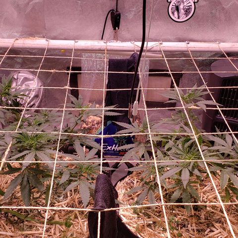 Blueberry muffin  growlog photo: Day 4 no water leaves up still 
