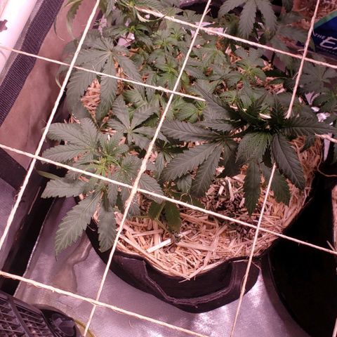 Blueberry muffin  growlog photo: The problem is too much Nitrogen. The claw is not from overwatering 