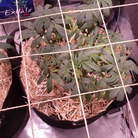 Blueberry muffin  growlog photo: The problem is too much Nitrogen. The claw is not from overwatering 