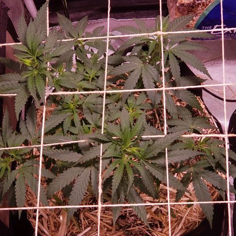 Blueberry muffin  growlog photo: 530am
Plants looking better after flush
