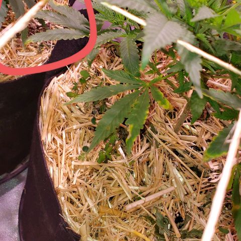 Blueberry muffin  growlog photo: This a picture of excess Nitrogen i put too much.
I put grow, nitro, and soybean 
Way too much. So I ended up with a Nitrogen toxicity The CLAW 