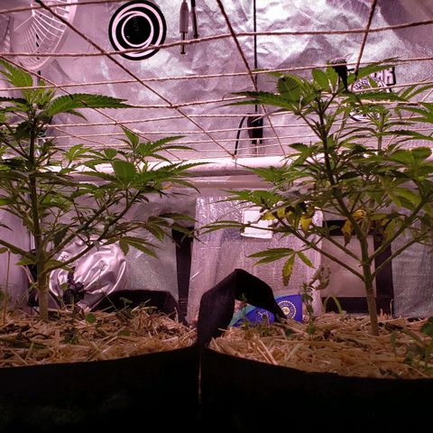 Blueberry muffin  growlog photo: 2pm lights came on 
Need to keep pushing nitrogen out of plants. 