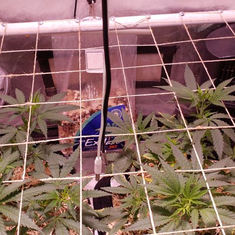 Blueberry muffin  growlog photo: 2pm lights came on 
Need to keep pushing nitrogen out of plants. 