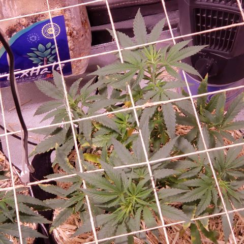 Blueberry muffin  growlog photo: 2pm lights came on 
Need to keep pushing nitrogen out of plants. 