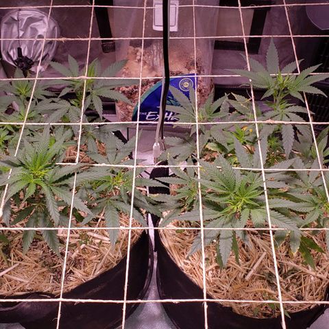 Blueberry muffin  growlog photo: 2pm lights came on 
Need to keep pushing nitrogen out of plants. 